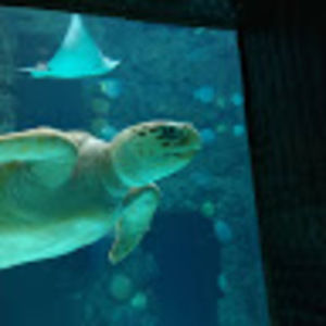 Meet your Posher, Wyatt